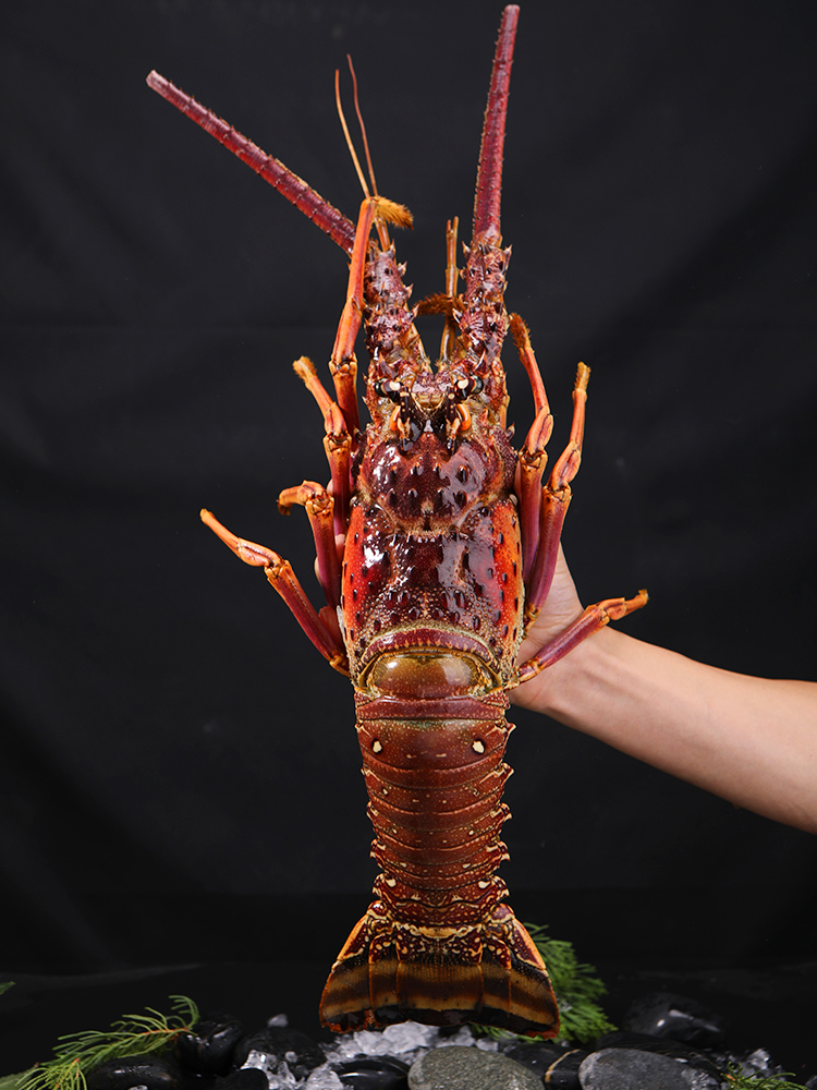 品味深海珍饈 百鮮薈古巴龍蝦、大花龍蝦、青澳龍冷凍海鮮禮盒，盡享年夜盛宴與送禮佳選